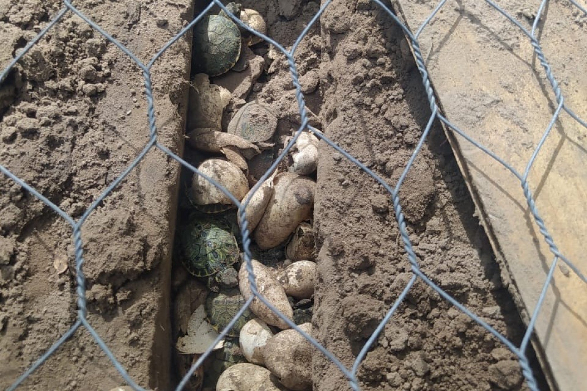 Dois mil filhotes de tartaruga são encontrados em canteiros de terra no RS