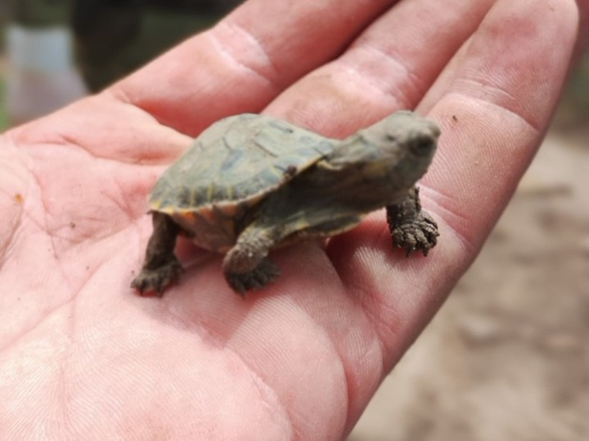Dois mil filhotes de tartaruga sÃ£o encontrados em canteiros de terra em Rio Grande