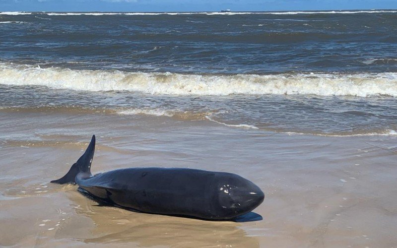 Baleia encalhada no litoral norte não resistiu e acabou morrendo  | abc+