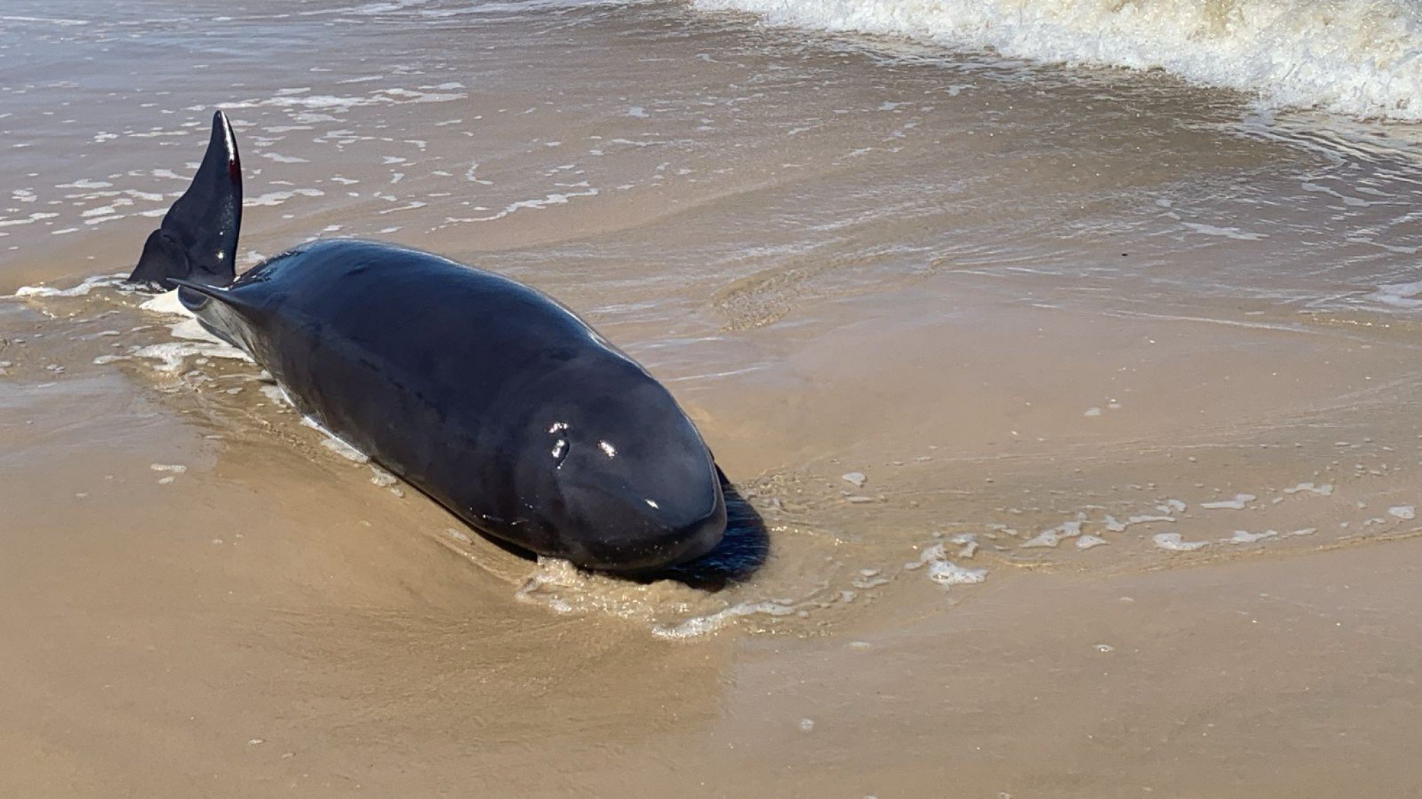 Espécie rara de baleia morre em Tramandaí: "Provavelmente ela estava doente"