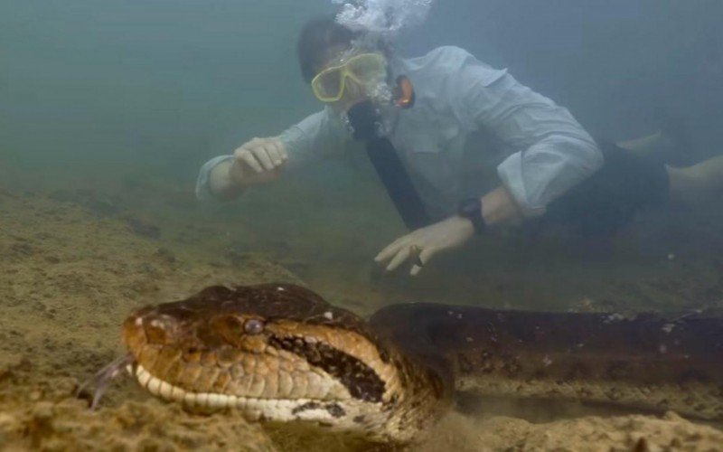 Maior cobra do mundo Ã© encontrada na AmazÃ´nia 