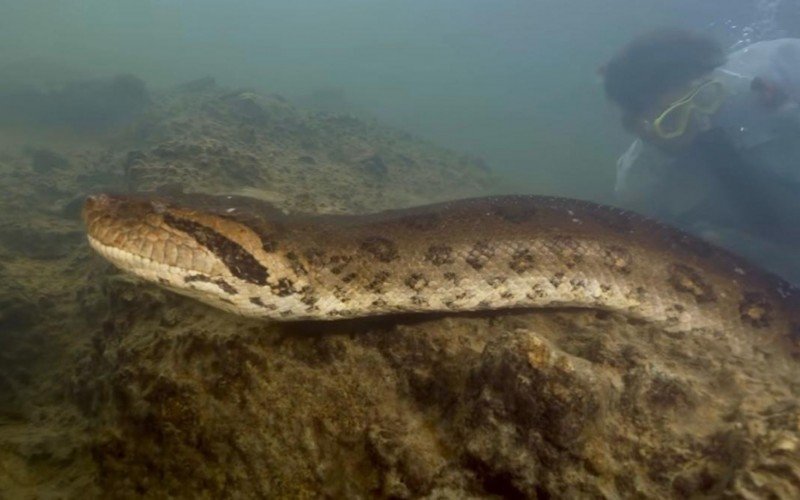 Anaconda com 8 metros de comprimento Ã© encontrada na AmazÃ´nia 