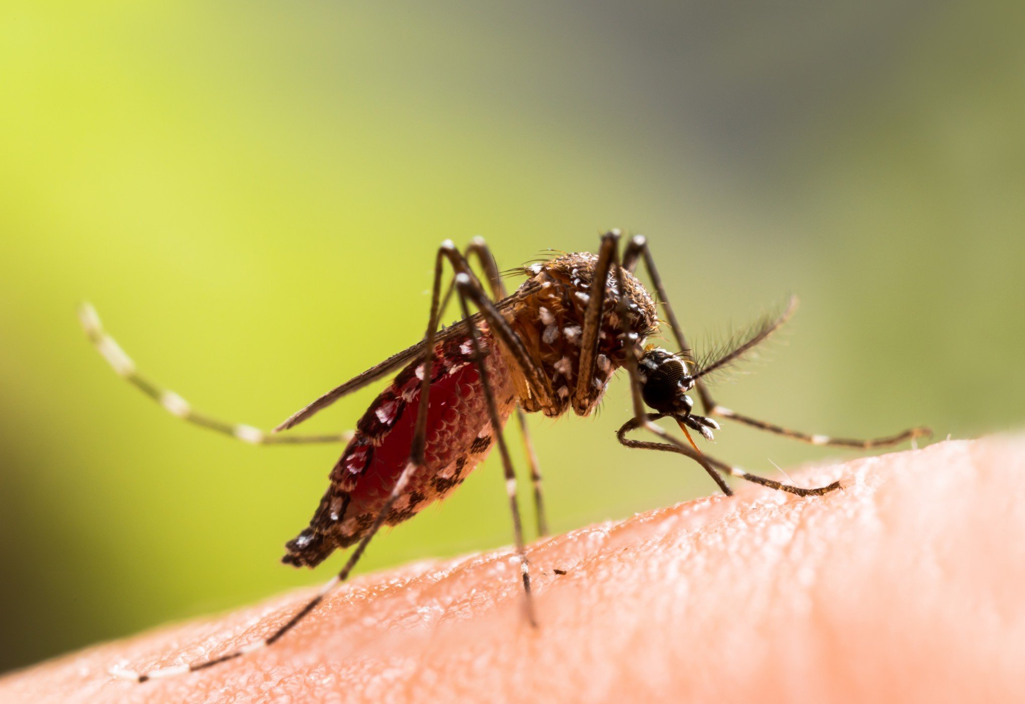 Canoas continua na luta para combater o Aedes aegypti