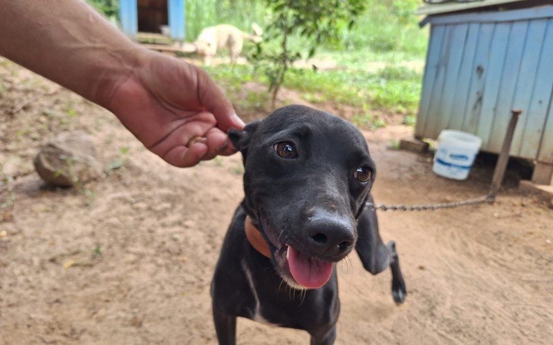 Um dos pets na Feira Adoção de Animais  | abc+