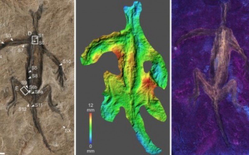Imagens do artigo mostram detalhes da análise que descobriu fraude em fóssil | abc+