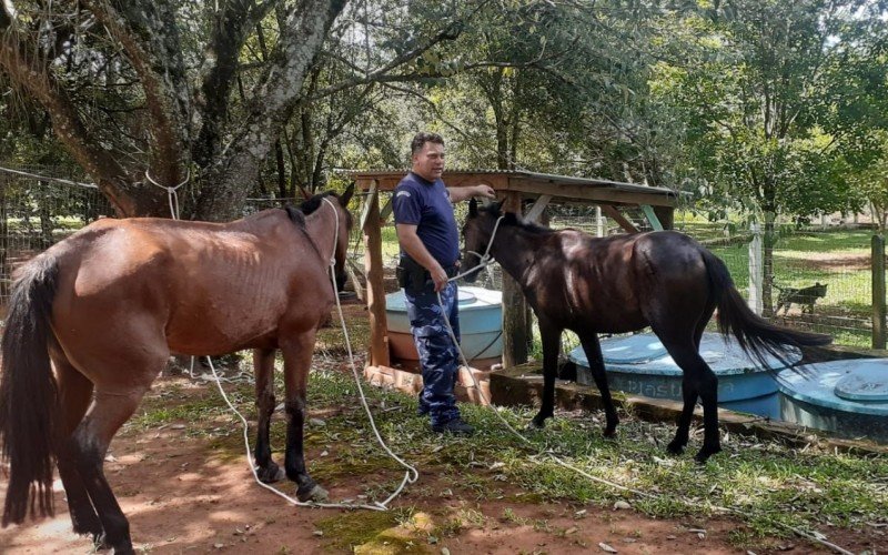 Os cavalos resgatados estão disponíveis para adoção 