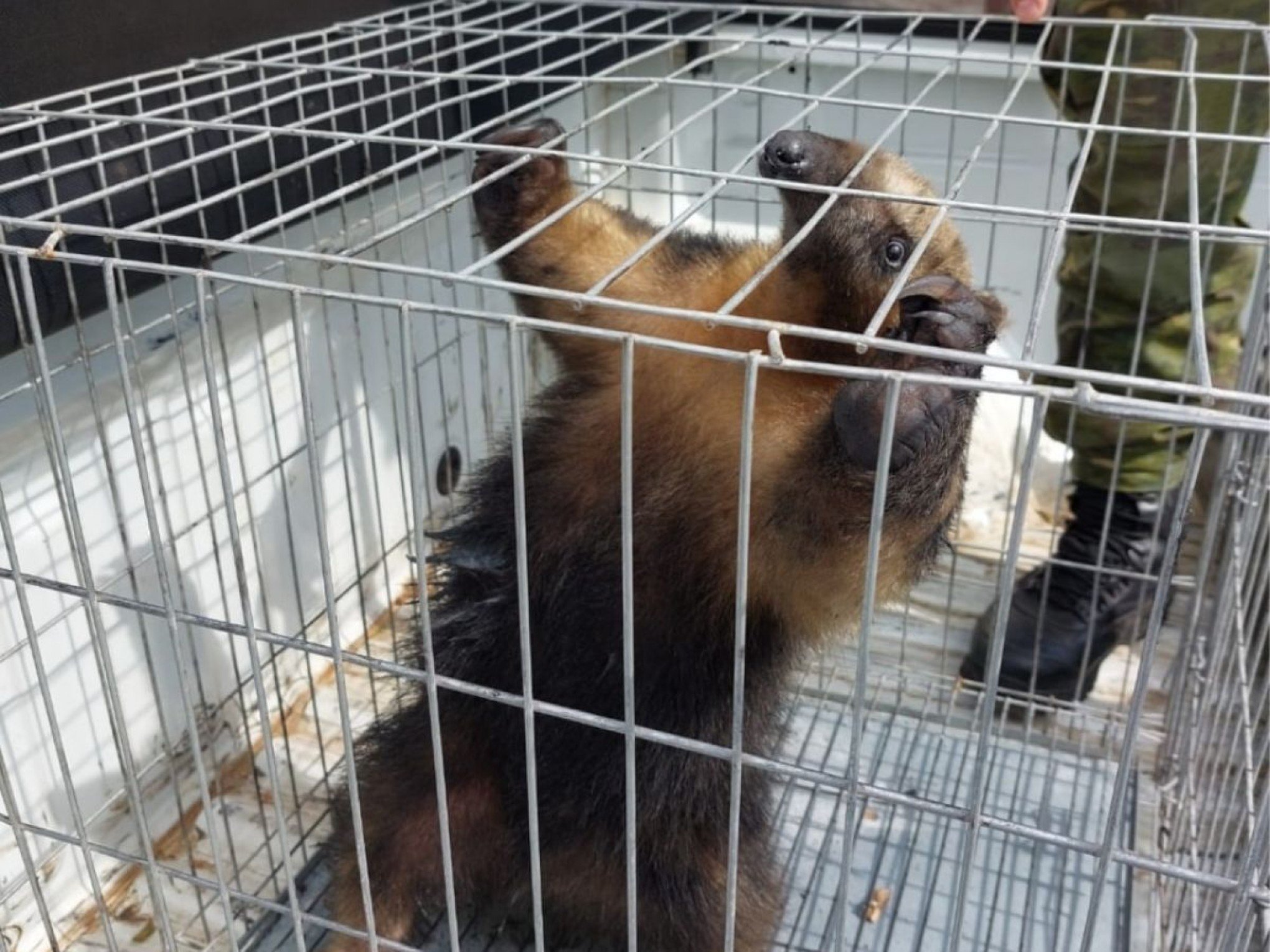 Tamanduá-mirim, animal que "usa colete", é resgatado pela segunda vez no mês no RS