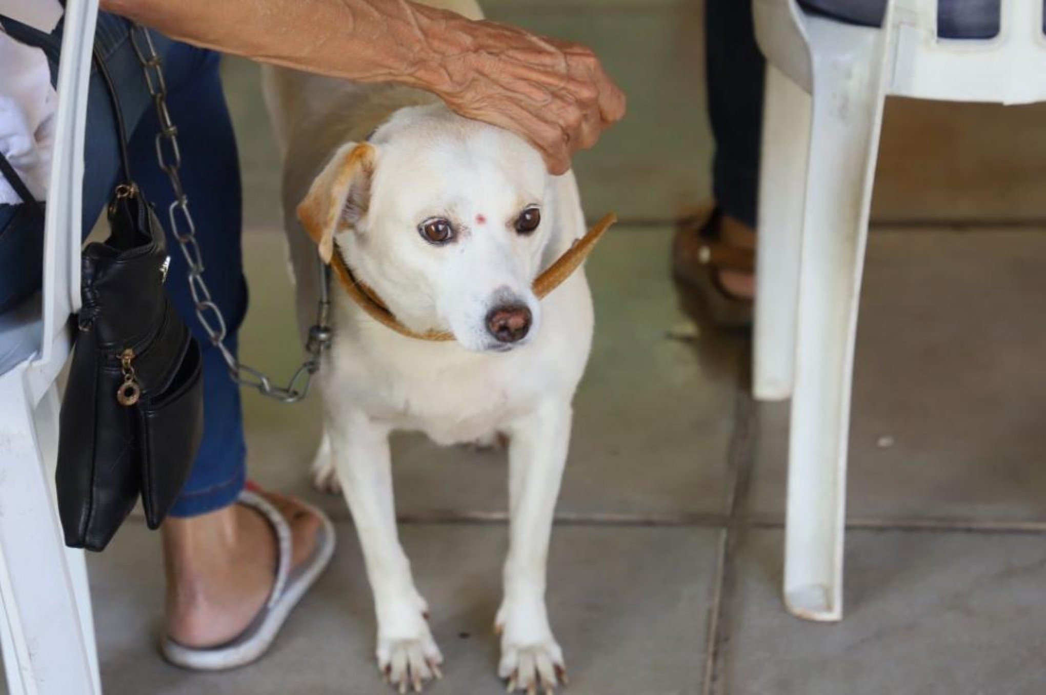 Veja como agendar consultas e castrações gratuitas pela Secretaria de Proteção Animal