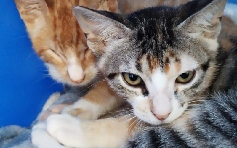 CÃ£es e gatos poderÃ£o ganhar um novo lar nesta sexta-feira