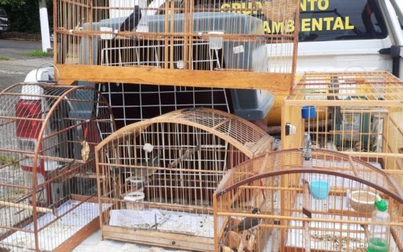Pássaros silvestres em cativeiro são resgatados em São Leopoldo