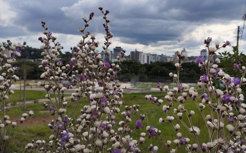 PREVISÃO DO TEMPO: RS terá trégua da chuva? Confira em quais regiões do Brasil chove mais nos próximos 10 dias | abc+