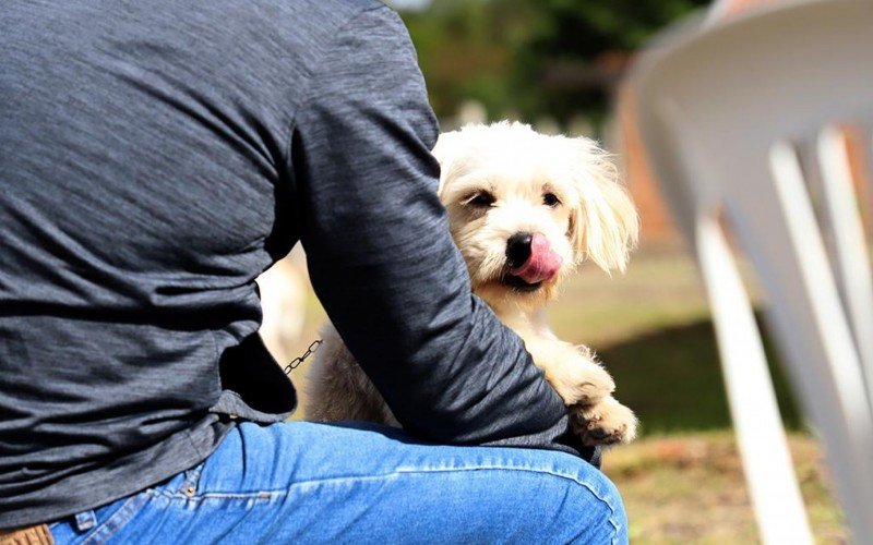 Esterilizações foram feitas em programas realizados pelas prefeituras