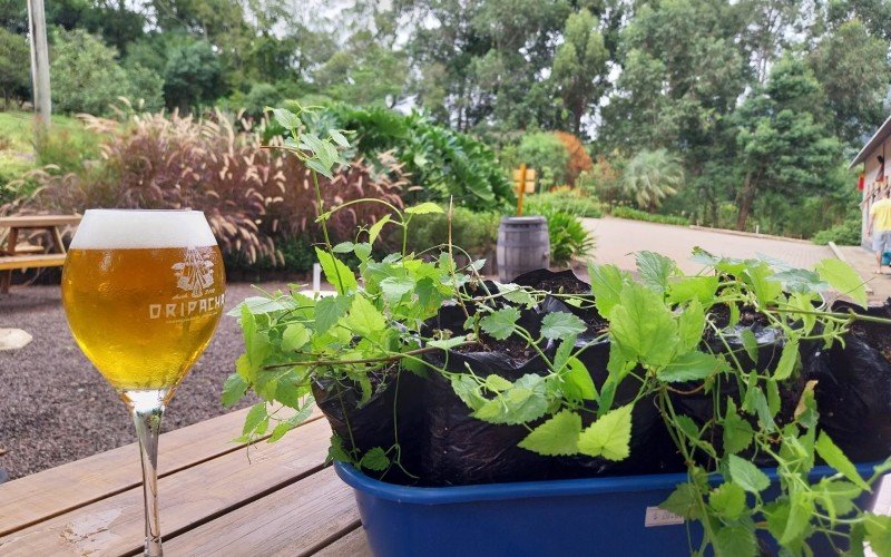 Mudas de lúpulo serão plantadas em área da cervejaria Oripacha no do 1º Hopfenfest, o Festival do Lúpulo,  em Morro Reuter  | abc+