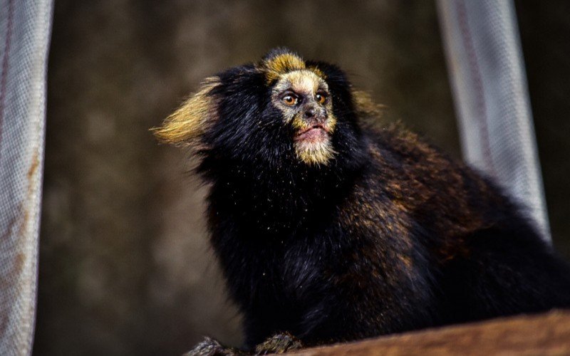 Dois machos de sagui-caveirinha são os novos moradores do Zoo de Sapucaia do Sul  | abc+