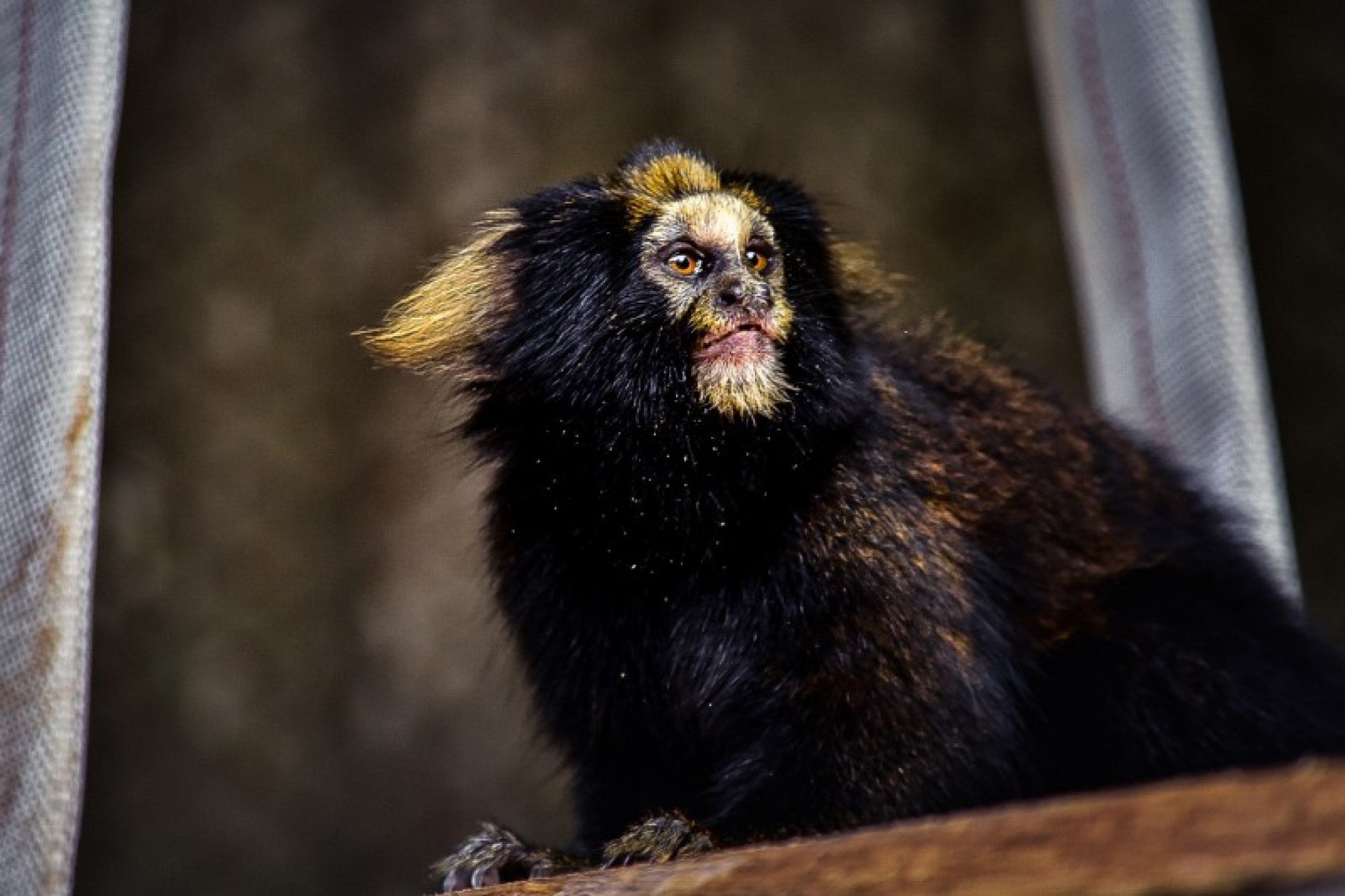 Zoo de Sapucaia do Sul recebe dois novos moradores; saiba quem são