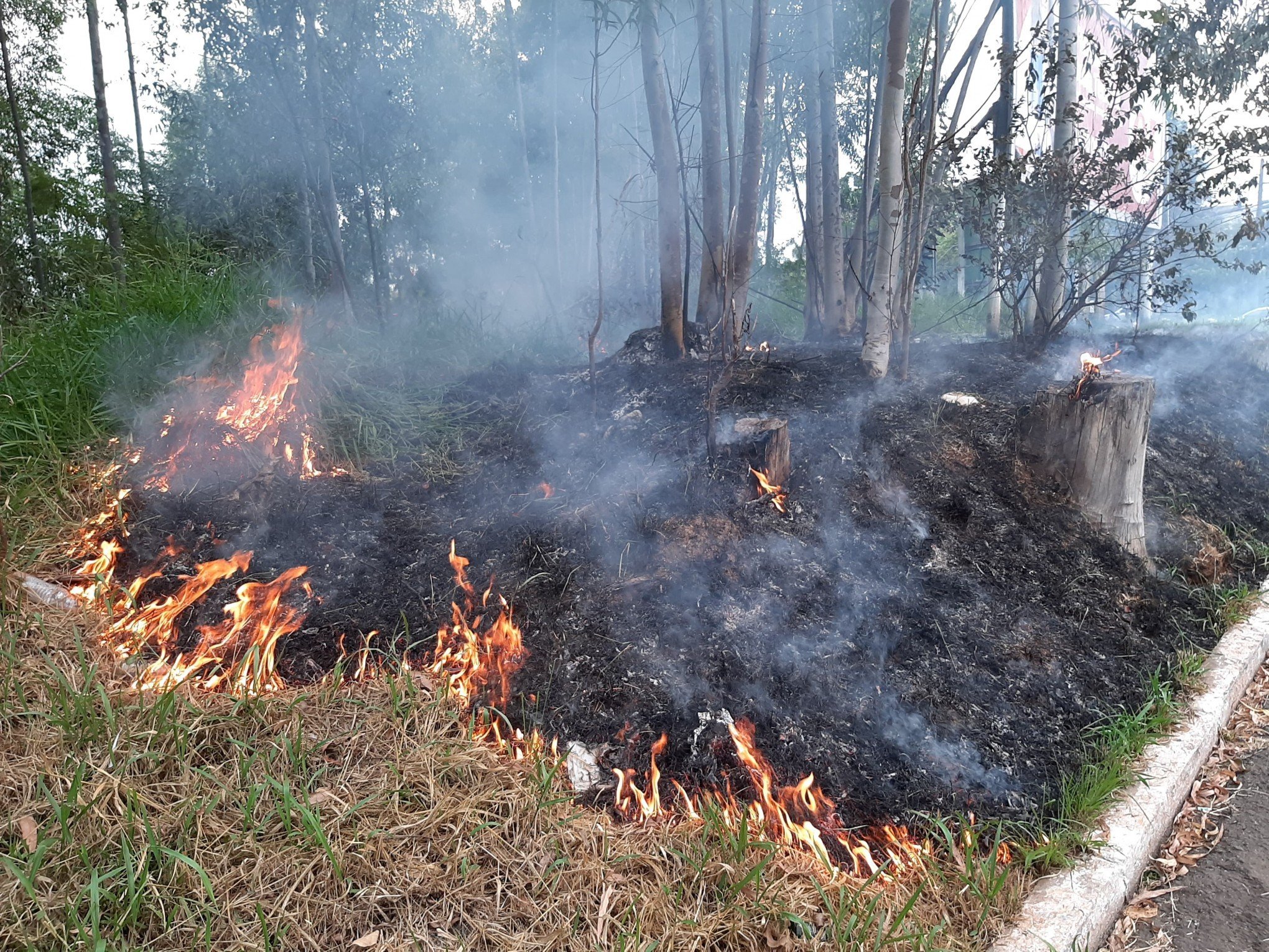 INCÊNDIO: Fogo em mato assusta motoristas em Novo Hamburgo