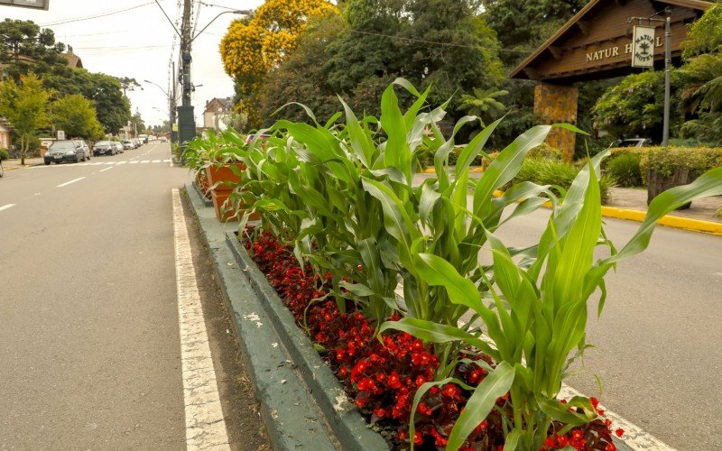 Plantação de milho na Avenida Borges de Medeiros