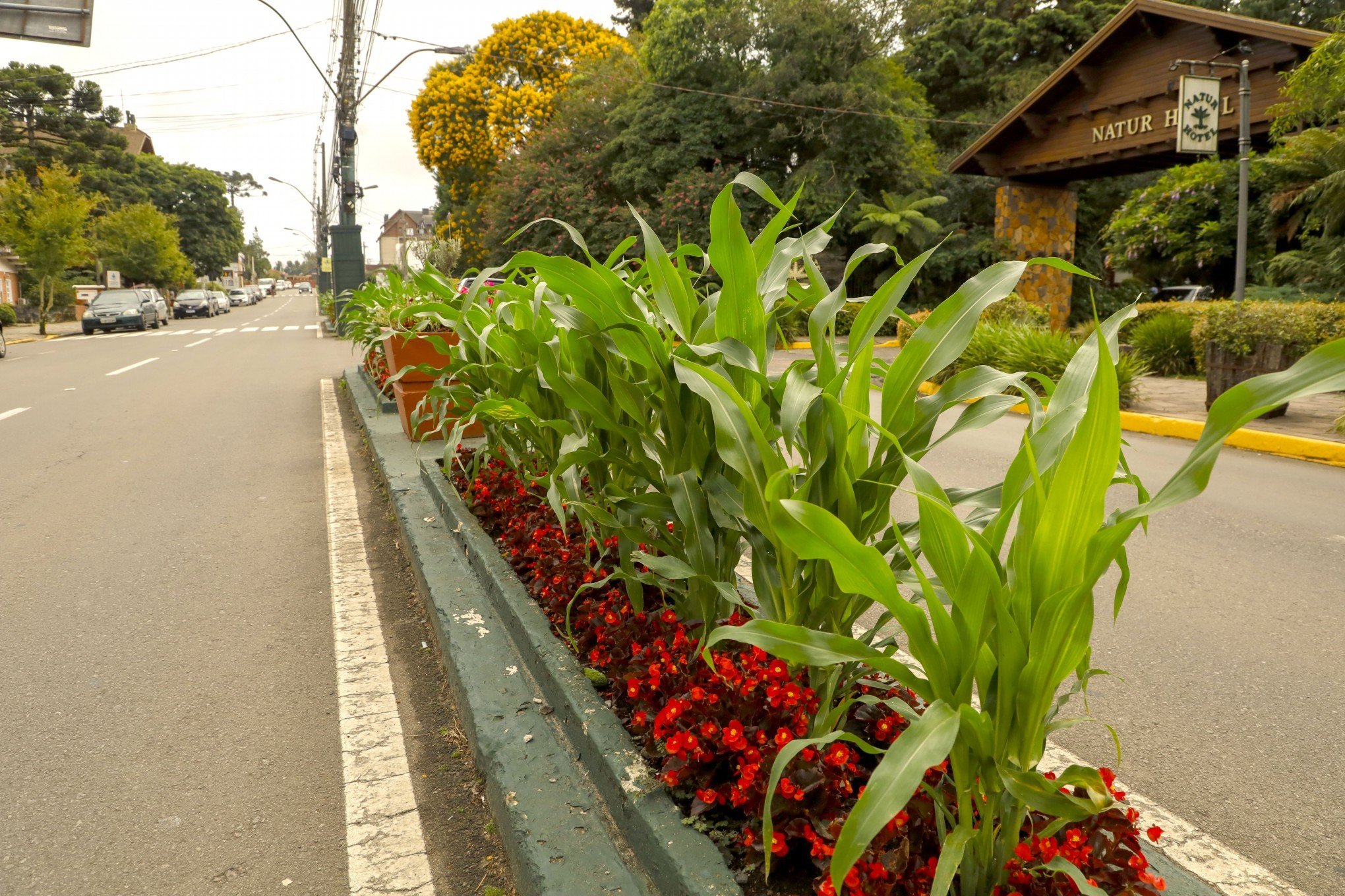 Saiba por que milhos foram plantados nos canteiros da principal avenida de Gramado