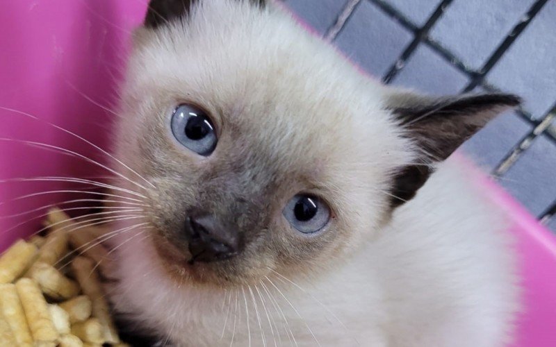 Feira de adoÃ§Ã£o terÃ¡ cÃ£es e gatos nesta sexta-feira
