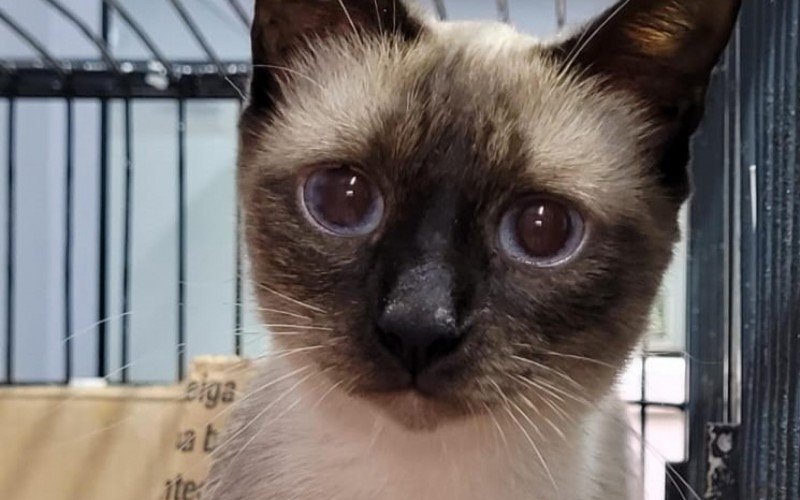 Feira de adoÃ§Ã£o terÃ¡ cÃ£es e gatos nesta sexta-feira
