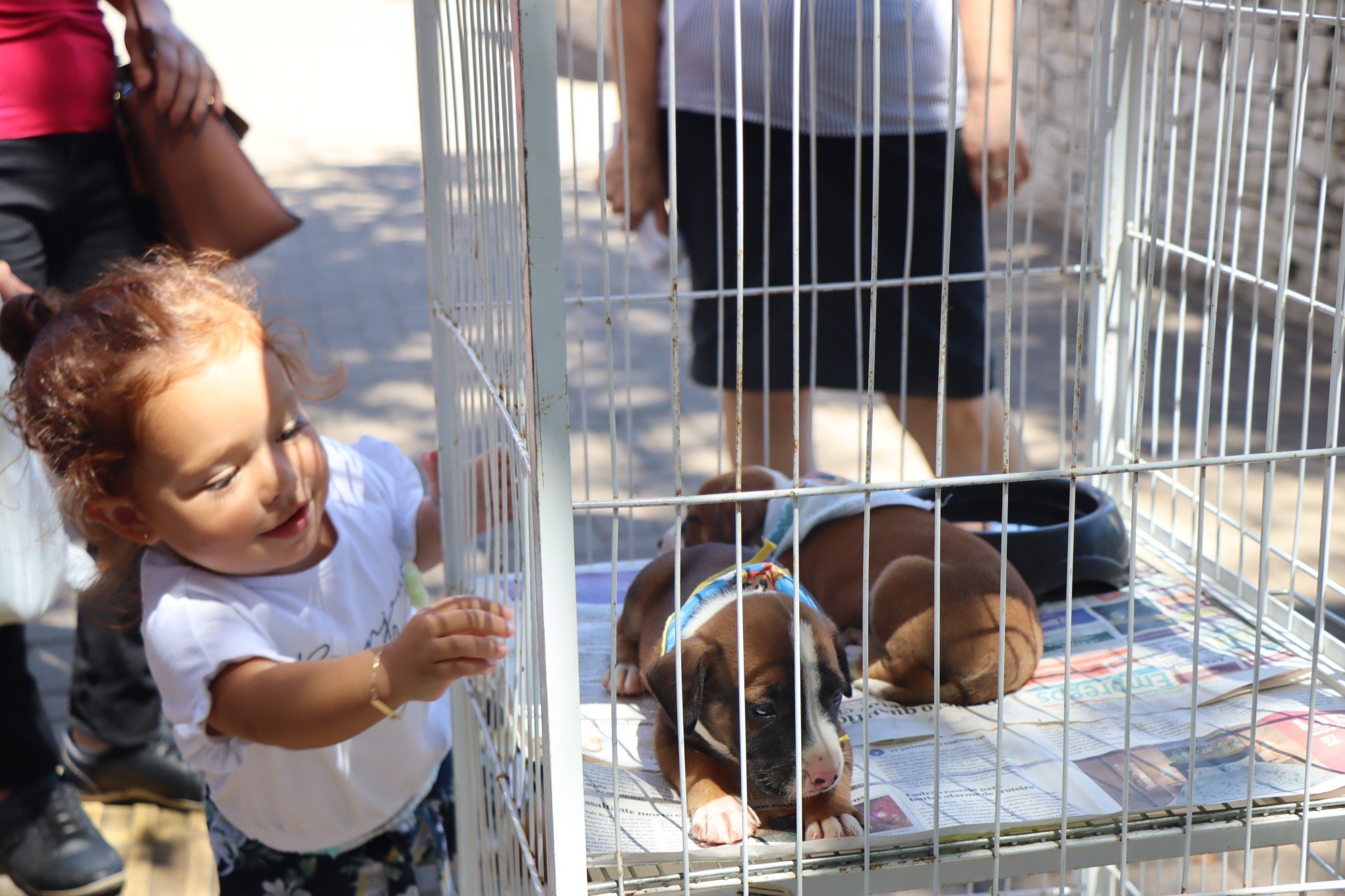 Feira de adoção de animais é retomada em Novo Hamburgo; veja fotos