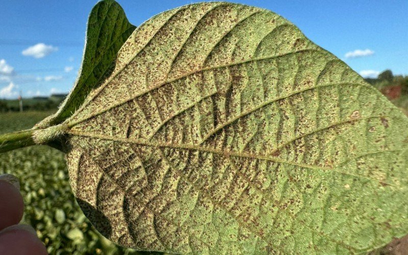 Foto mostra folha com ferrugem em lavoura brasileira | abc+