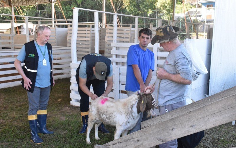 Fest Feira de Dois Irmãos terá exposição de animais no Complexo Esportivo Municipal Norberto Emílio Rübenich, do bairro Vila Rosa | abc+