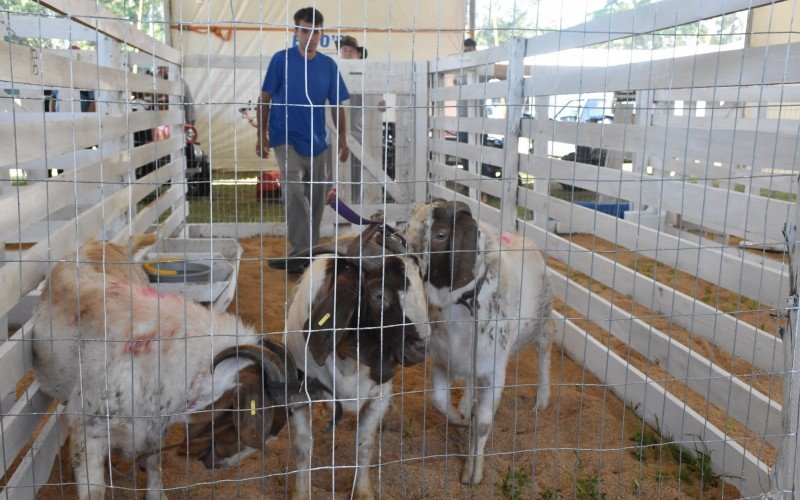 Fest Feira de Dois Irmãos terá exposição de animais no Complexo Esportivo Municipal Norberto Emílio Rübenich, do bairro Vila Rosa | abc+