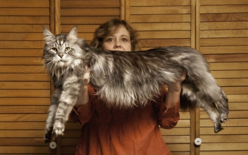 Steweie, o maine coon detentor do título de gato mais longo do mundo pelo Guiness | abc+