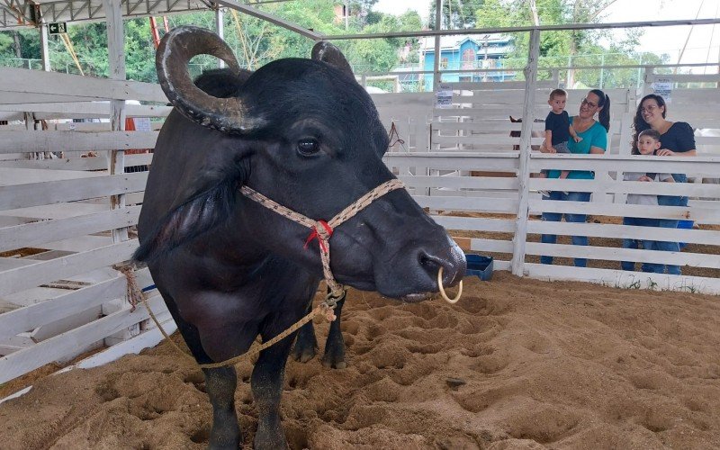 Daniel, Mônica, Angélica e Gabriel na exposição dos animais da Fest Feira | abc+