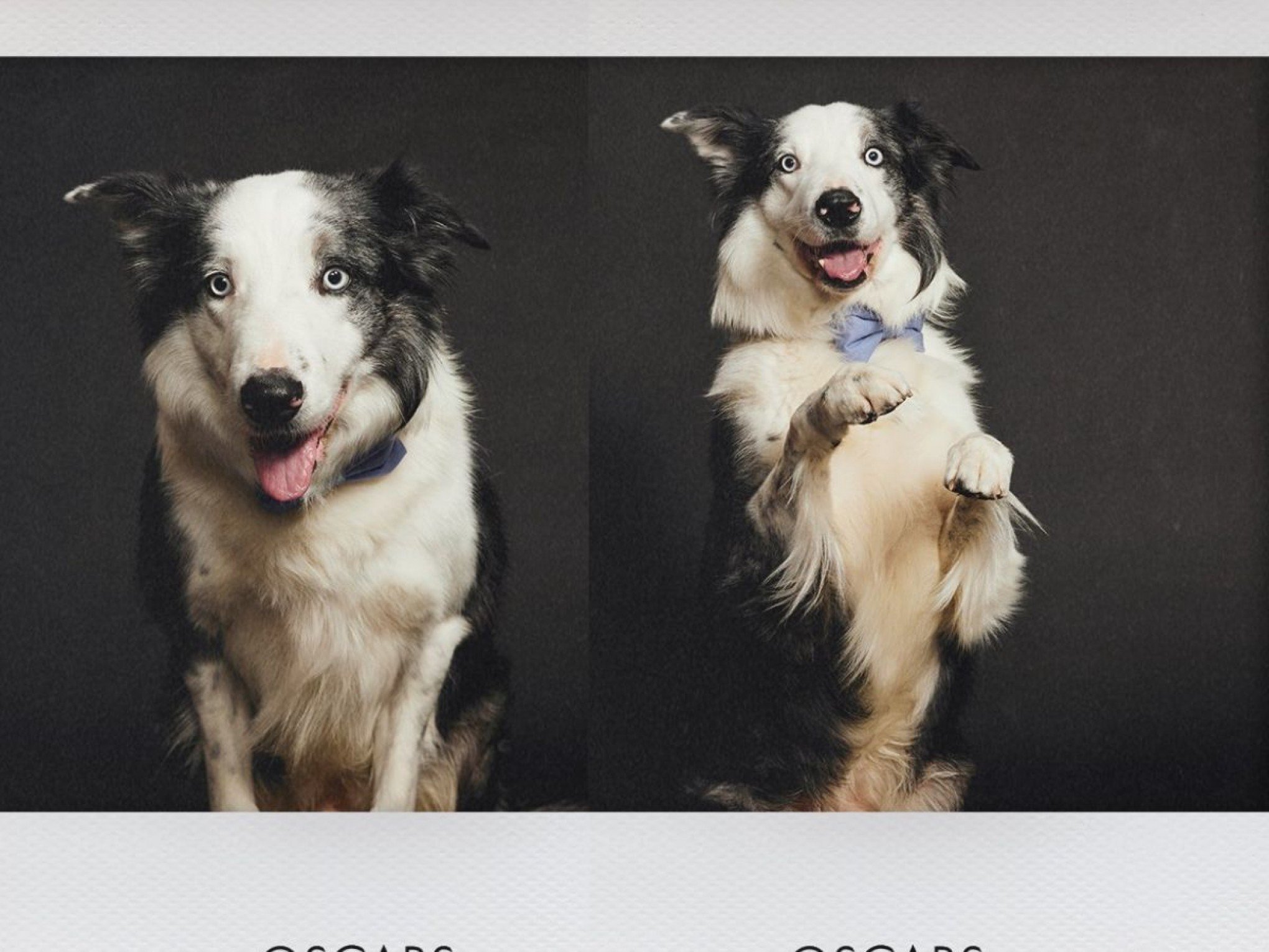 OSCAR 2024: Cão vencedor de "Oscar dos cachorros" e ator em filme indicado pode ser barrado de ir à premiação e motivo surpreende