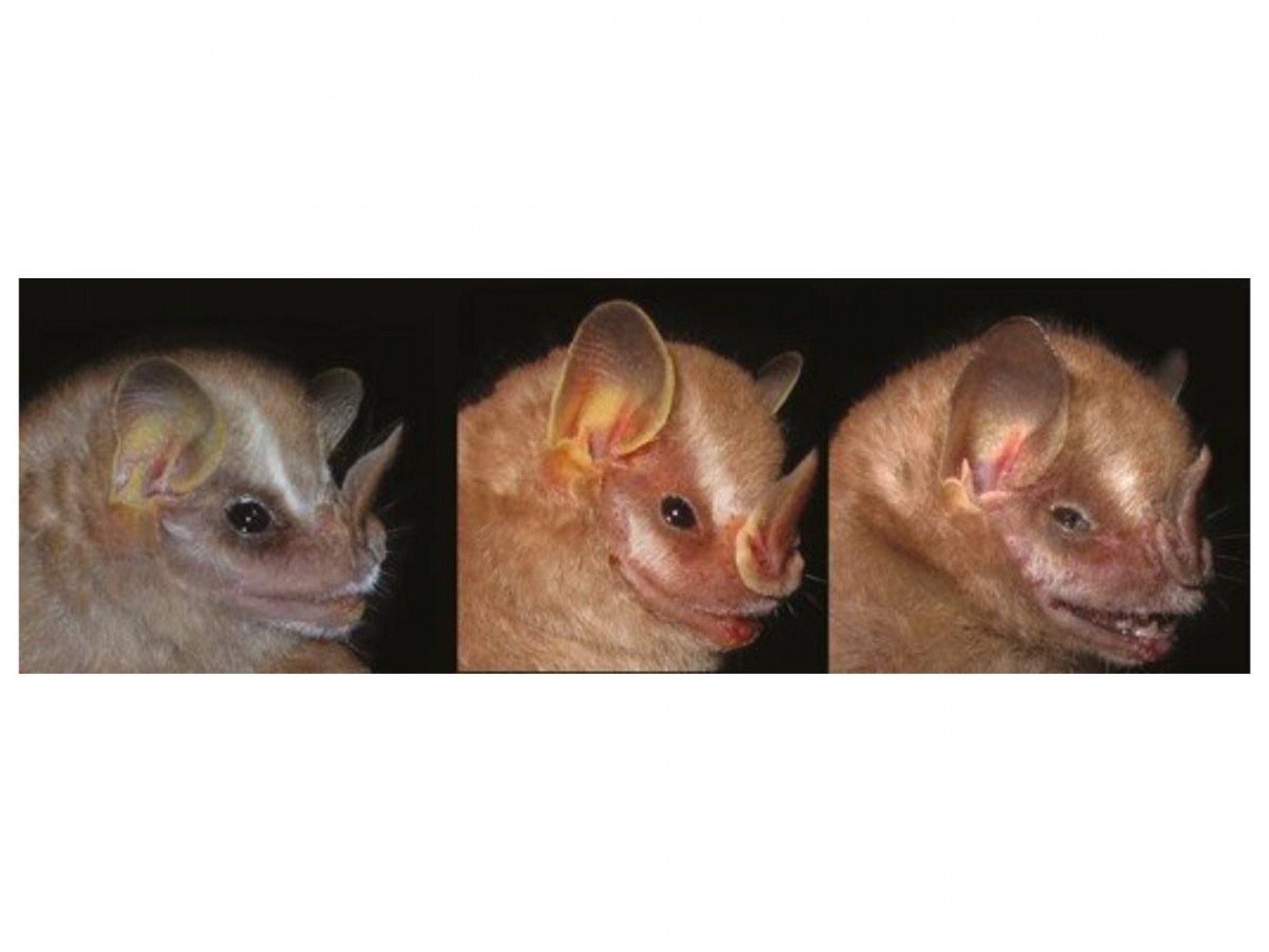 Nova espécie de morcego minúsculo de 5 centímetros é descoberto por pesquisadores brasileiros e mexicanos; conheça
