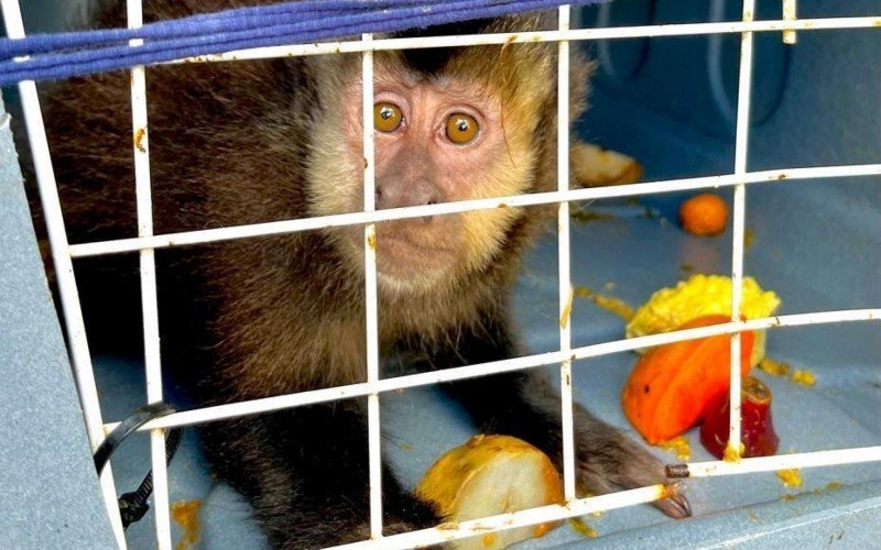Fêmea de macaco-prego foi solta em seu habitat