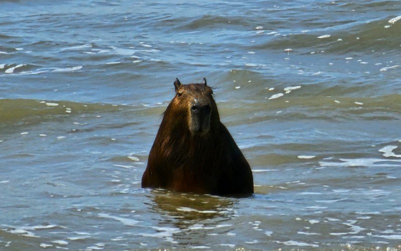 Capivara aparece em Tramandaí | abc+