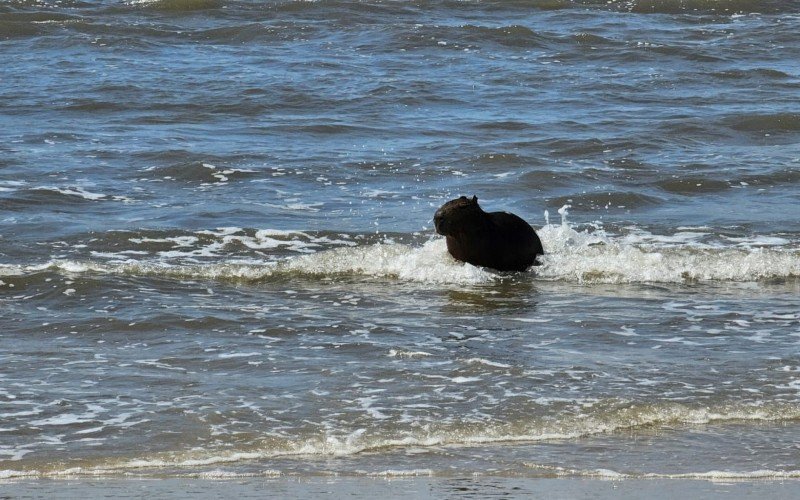 Capivara aparece em TramandaÃ­