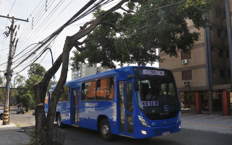 Preocupação com árvore na Rua São Pedro dura desde o último temporal em janeiro, apontam moradores