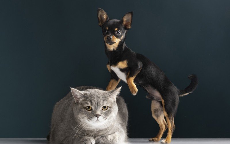 Gatos e cães também podem desenvolver insuficiência renal e, consequentemente, Doença Renal Crônica | abc+