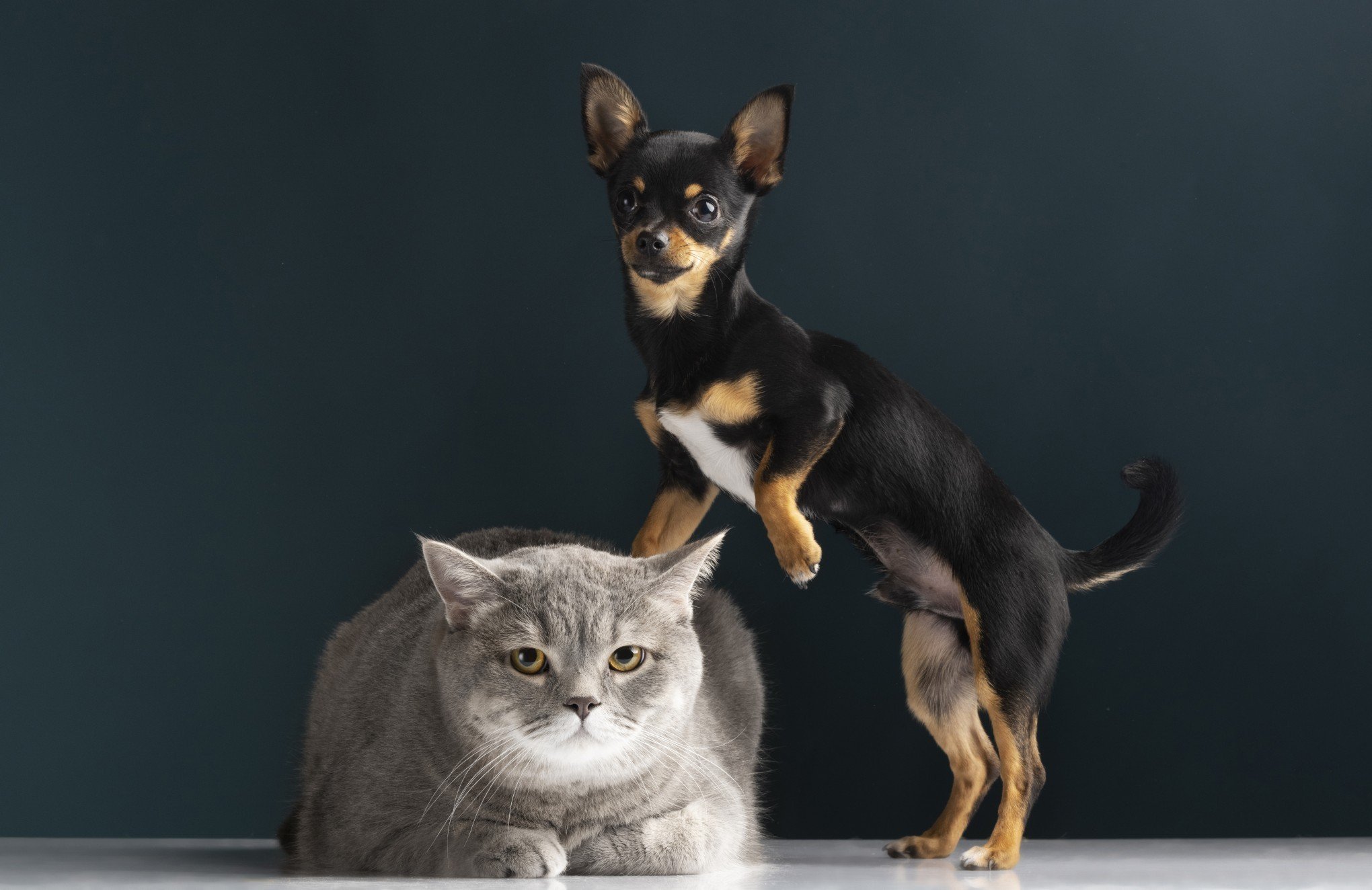 DIA MUNDIAL DO RIM: Conheça 9 sintomas de doenças renais em cães e gatos e como prevenir