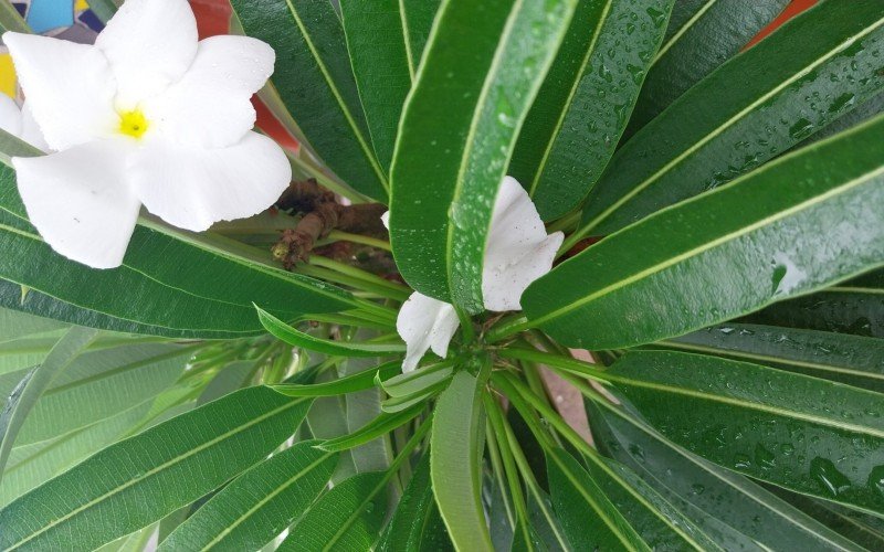 Suculenta: Palmeira de Madagascar Pachypodium lamerei | abc+