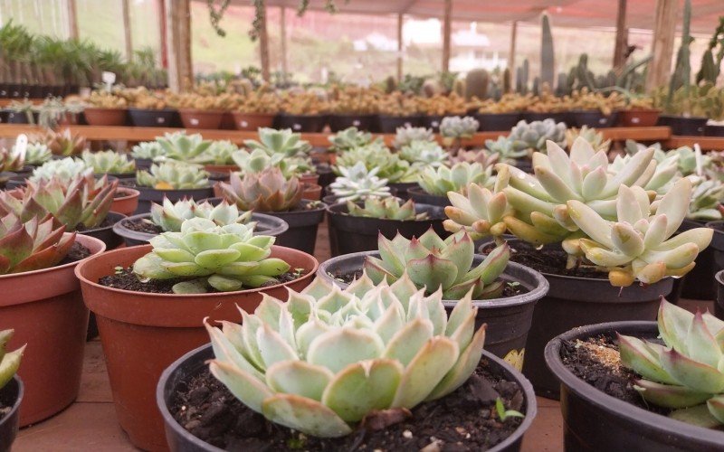 Suculentas: Echeverias variadas | abc+