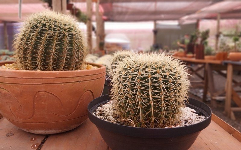 Cactos Grusonii  | abc+