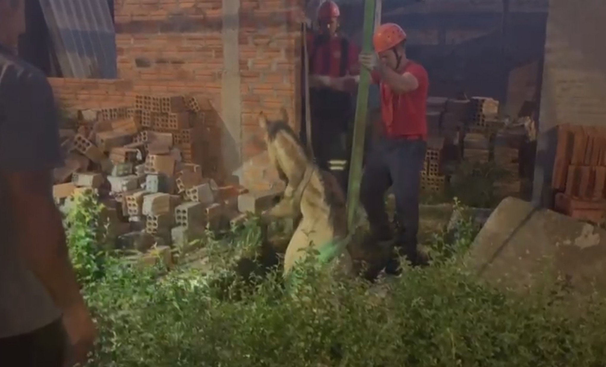 VÍDEO: Cavalo cai em bueiro e precisa ser resgatado em Sapucaia do Sul