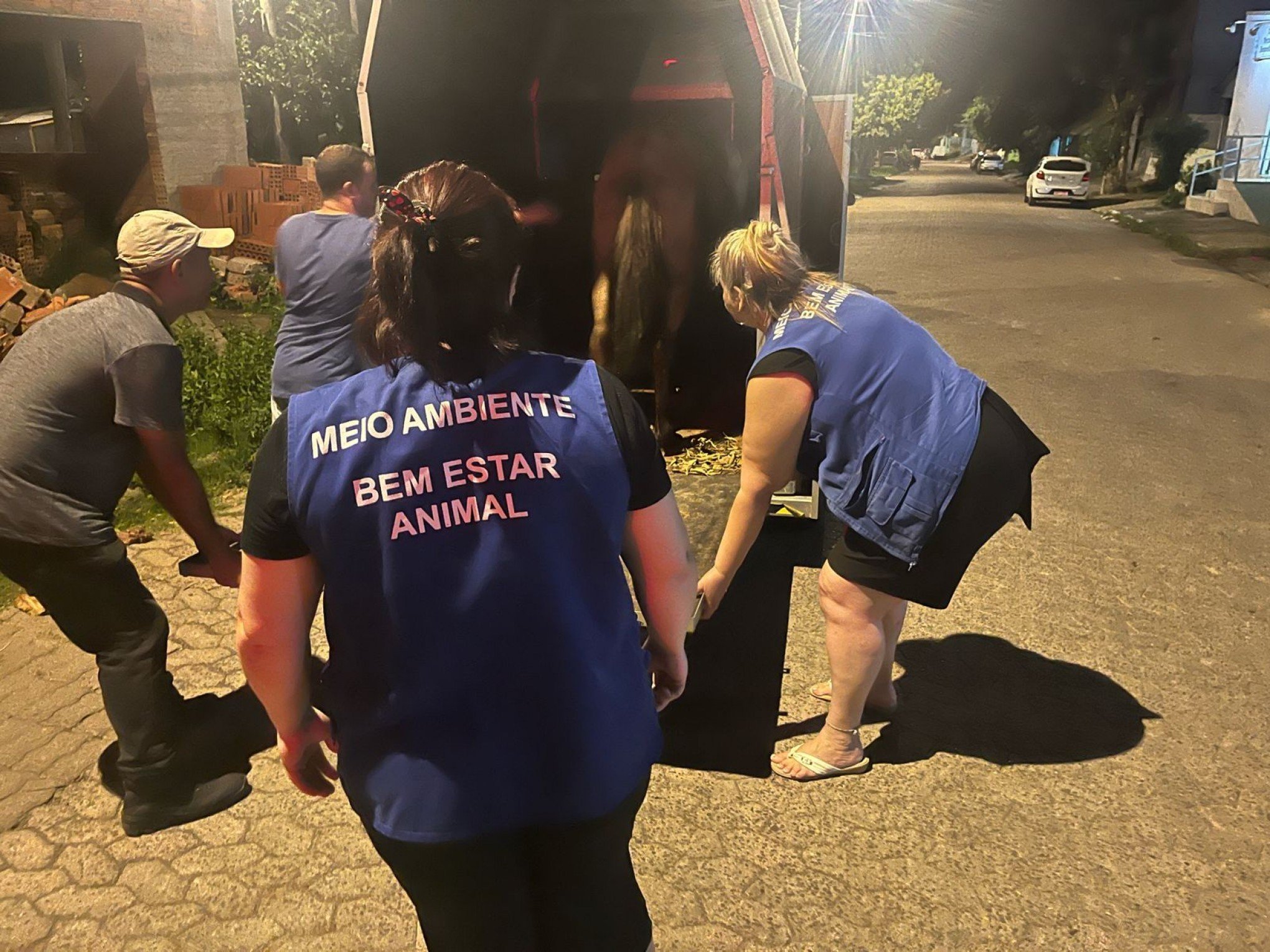 Prefeitura e Bombeiros resgatam cavalo que caiu em bueiro em Sapucaia do Sul 