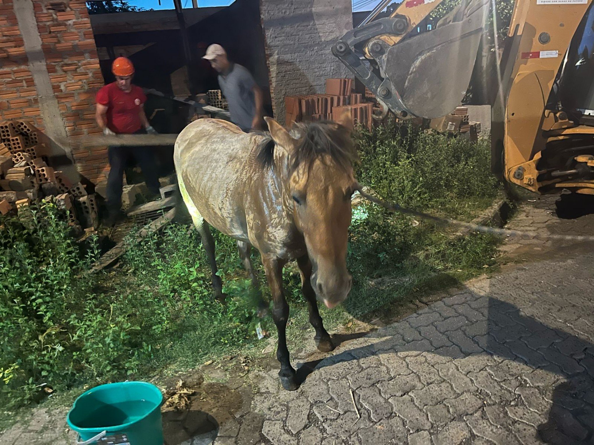 Prefeitura e Bombeiros resgatam cavalo que caiu em bueiro em Sapucaia do Sul 