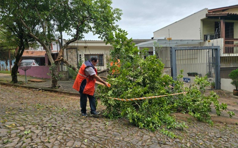 VENDAVAL: São Leopoldo teve três quedas de árvores e um pedido de lona