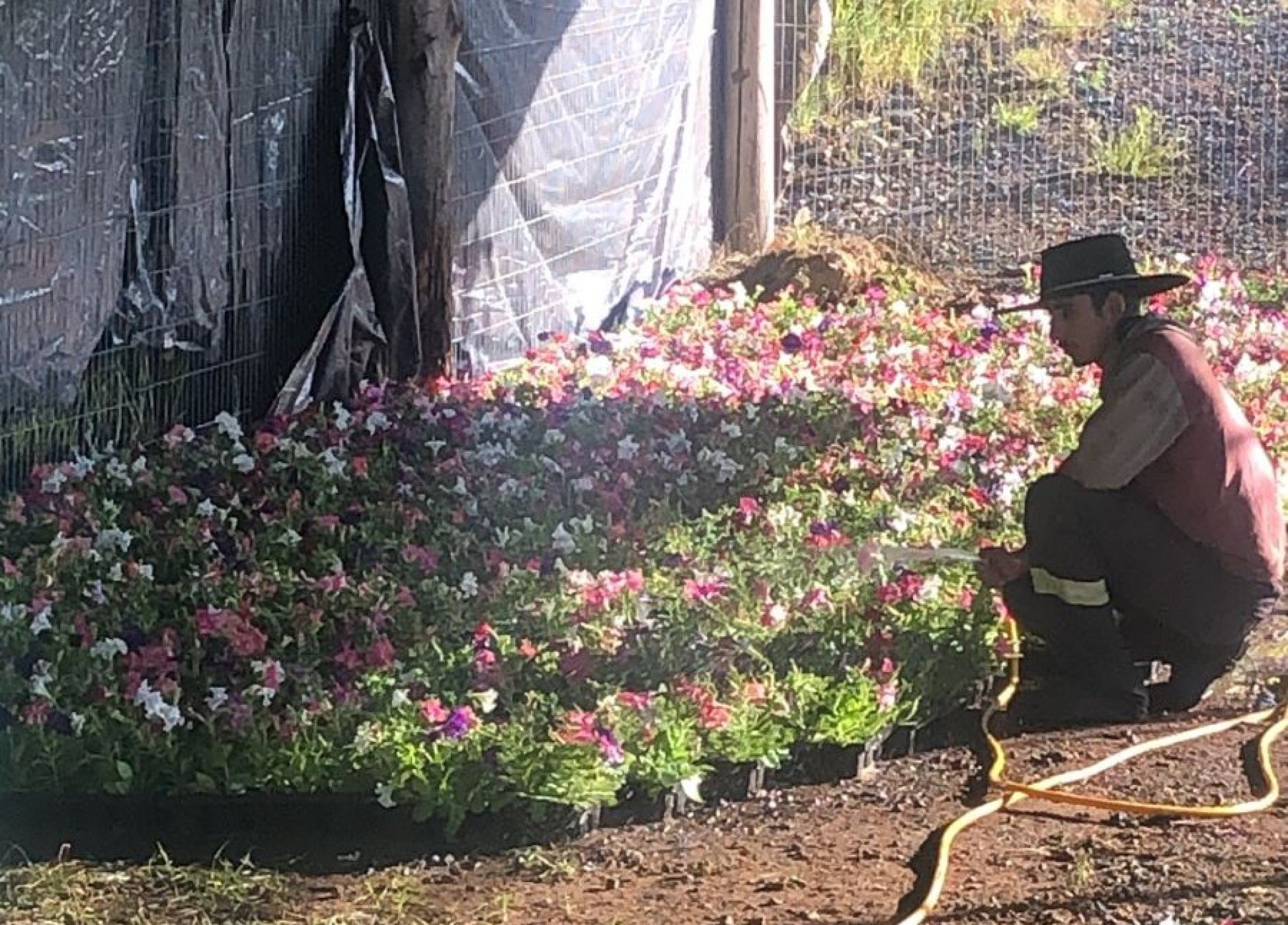 Mais de 12 mil mudas de flores são plantadas em Canela