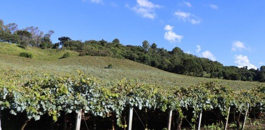 Atrativos turísticos de Flores da Cunha valorizam a vocação da uva e do vinho aliados a belas paisagens da Serra Gaúcha