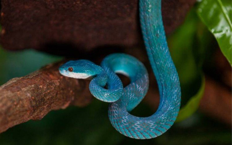 Cobra azul é atração em São Paulo  | abc+