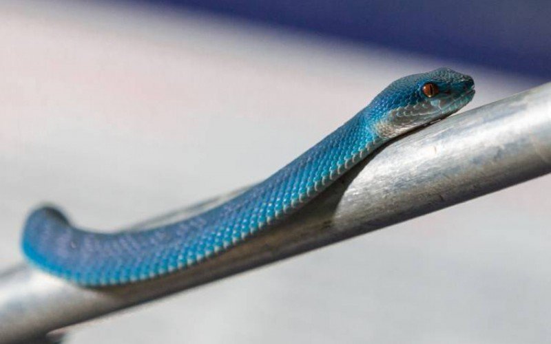 Apesar de macho, serpente recebeu o apelido de Santa Rita de Sampa  | abc+