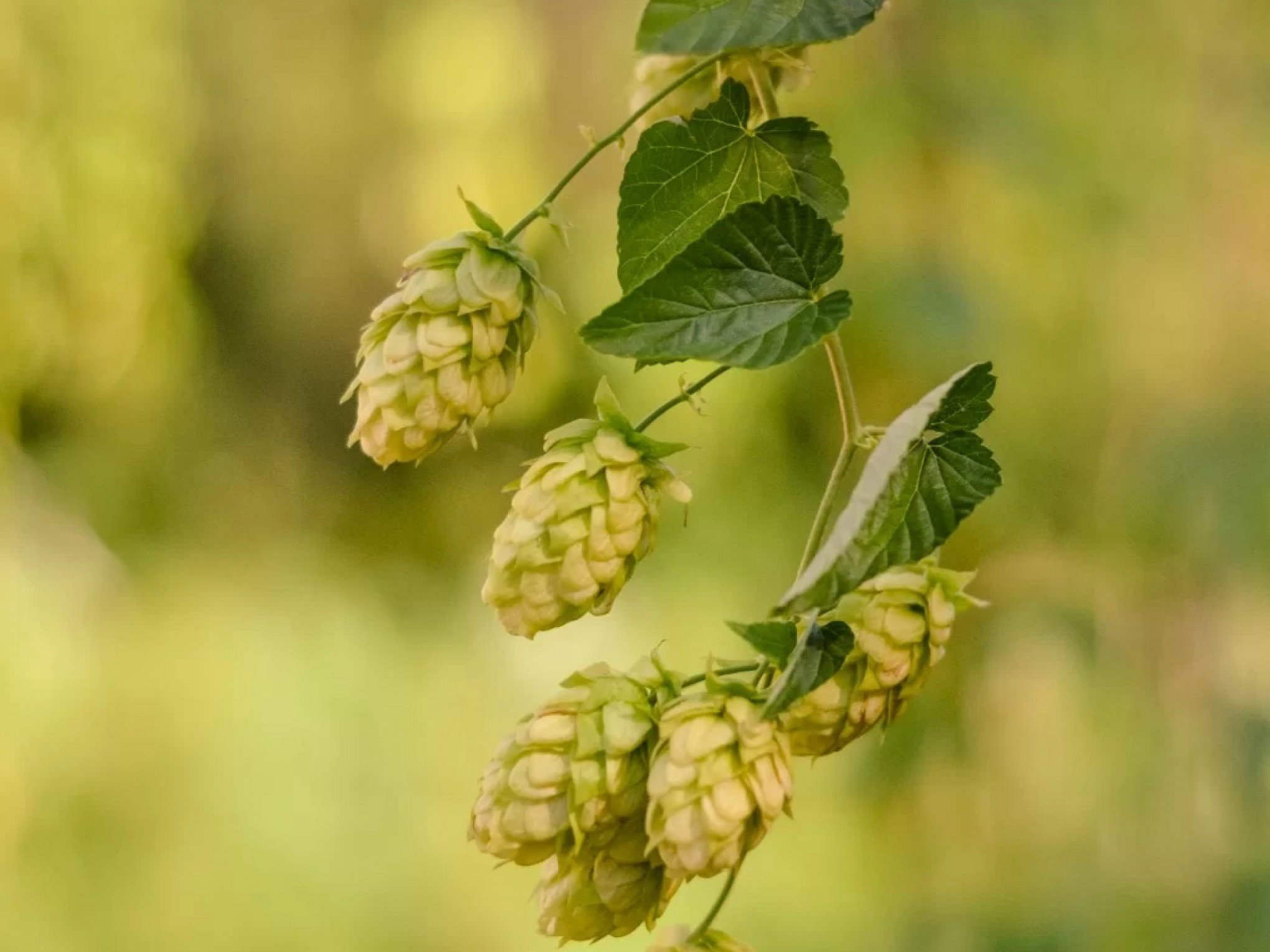 Produção de lúpulo, um dos principais ingredientes da cerveja, tem alta no RS; saiba mais sobre o cultivo da planta
